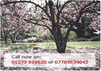 Tree Surgeon Brighton