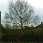 Silver birch tree before crown reduction