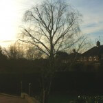 Silver birch tree after crown reduction